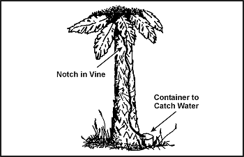 Figure 6-5. Water From a Vine