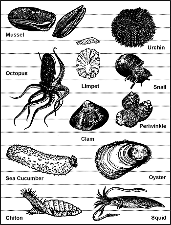 Figure 8-1. Edible Mollusks