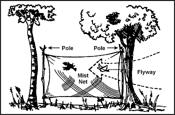 Figure 8-5. Catching Birds in a Net