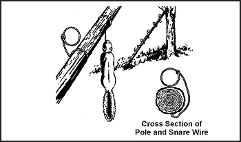 Figure. 8-9. Squirrel Pole