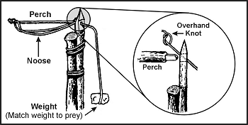Figure 8-10. Ojibwa Bird Pole